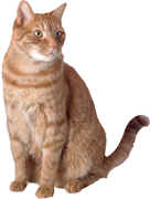 Find out more about our cat sitting services Find out more about our cat sitting services