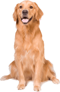 Find out more about our dog walking services Find out more about our dog walking services