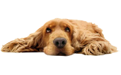 Find out more about our dog sitting services. Find out more about our dog sitting services.