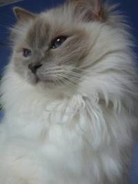 Photo of fluffy cat