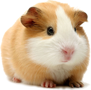 Find out more about our small pet care services Find out more about our small pet care services